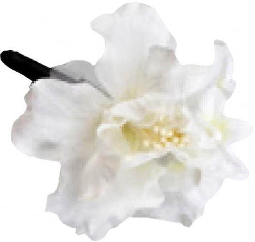 �v�`�J�g���A�@������